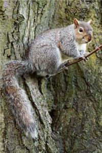 Squirrel in a Tree Journal