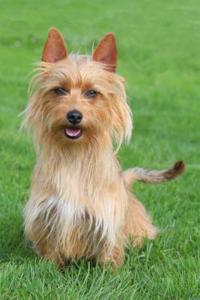 Australian Terrier: Artified Pets Dog Journal/Notebook/Diary