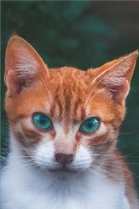 Kalender Wenn Katzenblicke töten könnten