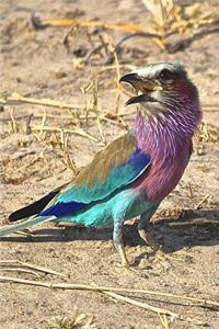 Lilac Breasted Roller Bird in Zimbabwe, Africa Journal