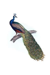 Indian Peacock Composition Notebook
