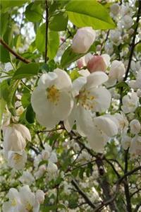 Springtime 2019 Weekly Planner Beautiful Flowering Tree 134 Pages