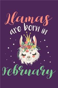 Llamas Are Born in February