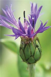 Purple Wildflower - Lined Notebook with Margins