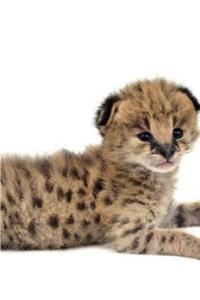Serval Autum Notebook & Journal. Productivity Work Planner & Idea Notepad
