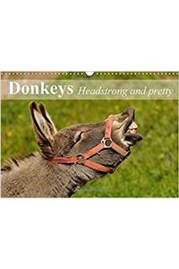 Donkeys Headstrong and Pretty 2017