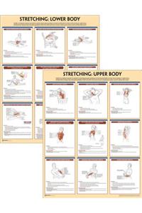 Stretching Anatomy Poster Series