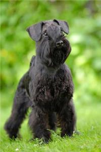 Miniature Schnauzer