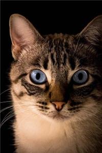 Portrait of a Beautiful Tabby Cat with Blue Eyes Journal