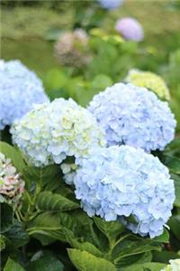 Blue and White Hydrangeas Spring Flower Garden Journal