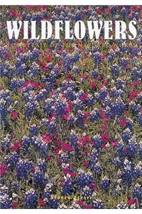 Wildflowers: A Portrait of the Natural World