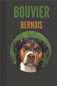 Bouvier Bernois