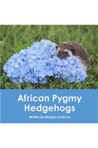 African Pygmy Hedgehogs
