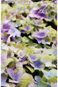Hydrangea For Mom