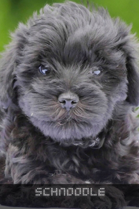 Schnoodle
