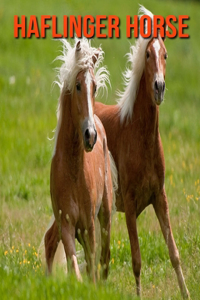 Haflinger Horse