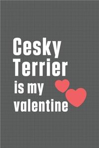 Cesky Terrier is my valentine