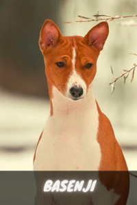 Basenji