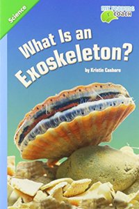 What Is an Exoskeleton?