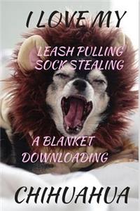 I Love My Leash Pulling Sock Stealing a Blanket Downloading Chihuahua