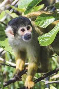 Squirrel Monkey in Ecuador Journal