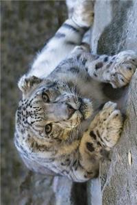 Beautiful Snow Leopard Journal