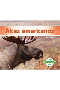 Alces Americanos (Moose)