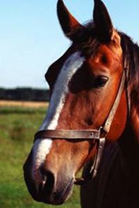 2020 Daily Planner Horse Photo Equine Brown Horse 388 Pages