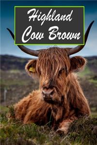 Highland Cow Brow