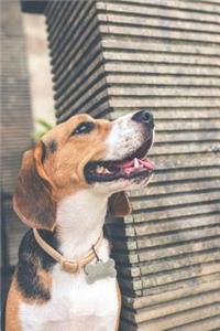 Beagle Journal