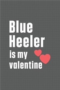 Blue Heeler is my valentine