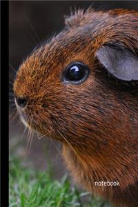 Guinea Pig Notebook