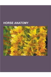 Horse Anatomy: Horse Teeth, Spleen, Equine Conformation, Equine Anatomy, Skeletal System of the Horse, Equine Vision, Muscular System