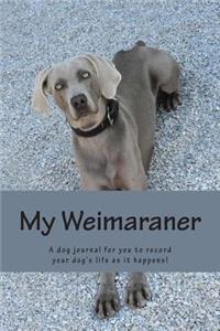 My Weimaraner