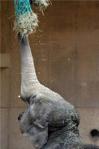 MindBlowing Elephant Journal 7