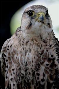 Lanner Falcon Journal: 150 page lined notebook/diary