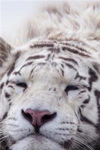 Sleeping White Tiger Up Close Beautiful Big Cat Journal