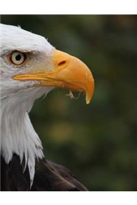 Bald Eagle: journal / notebook with 150 lined pages