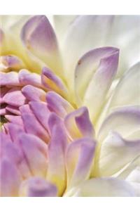 Dahlia Dahlias Flower Flowers Garden Gardening Seed DIY Blossom Bloom Mauve Bud