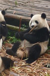 Panda Notebook - Journal Gift for Cute Animal Lovers