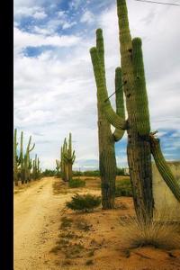 Notebook: Cactus, Cacti in the Desert Lined Journal / Notebook / Diary 6x9