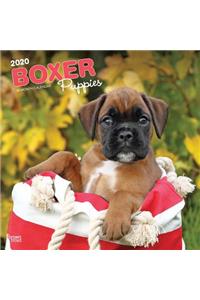 Boxer Puppies 2020 Square Wall Calendar