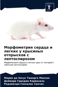 Морфометрия сердца и легких у крысиных отl