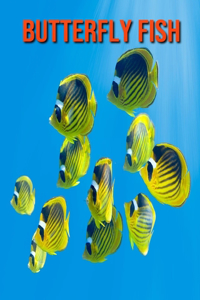 Butterfly Fish