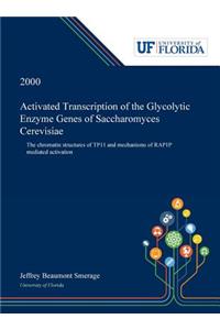 Activated Transcription of the Glycolytic Enzyme Genes of Saccharomyces Cerevisiae