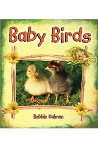Baby Birds