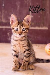 Kitten