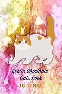 Exotic Shorthair Cats Rock