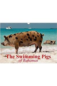 Swimming Pigs of Bahamas 2018