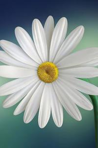 Daisy Journal: 160 Page Lined Journal/Notebook